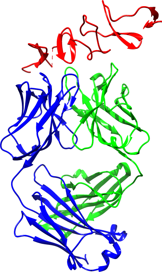 B-cell epitope structure preview